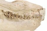 Fossil Oreodont (Merycoidodon) Skull - South Dakota #249244-7